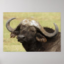 Recherche de african animals posters Wildlife