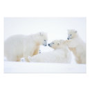 Zoek naar baby ijsbeer posters Fauna