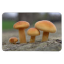 Zoek naar macro magneten Natuur