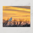 Recherche de hibou de neige cartes postales Faune