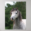 Recherche de race cheval posters Poney