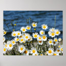Recherche de marguerite art Prairie