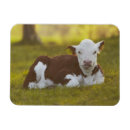 Recherche de veau magnets Vache