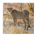 Recherche de guépards carreaux Animal