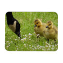 Zoek naar moeder gans magneten Schattig