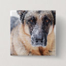 Recherche de berger badges Chiot