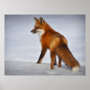 Zoek naar vos sneeuw posters Mooi
