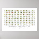 Zoek naar illustraties posters Bloemen