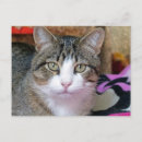 Zoek naar schattig katje briefkaarten Knuffel