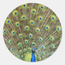 Recherche de birdy autocollants Nature