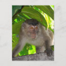 Recherche de macaques cartes postales Primate