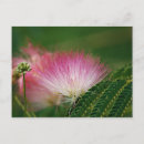 Zoek naar mimosa briefkaarten Natuur