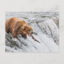 Recherche de brun cartes postales Ours