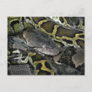 Zoek naar python briefkaarten Dier