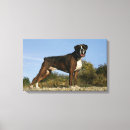 Recherche de exposition canine Boxeur