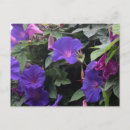 Recherche de glorieux cartes postales Floral