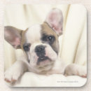 Recherche de appel dessous de verres Chien