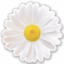 Recherche de shasta autocollants Floral