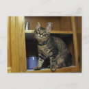 Recherche de chat sibérien cartes postales Animaux
