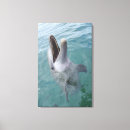 Recherche de dauphin de bottlenose Nature