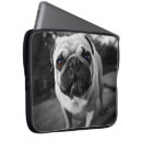 Recherche de de carlin photographie Animaux familiers