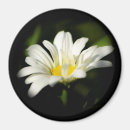 Recherche de modèle floral magnets Nature