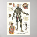 Recherche de anatomy posters Chart