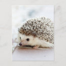 Recherche de hérisson mignon cartes postales Pour tous
