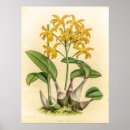 Recherche de biologie vintage posters Plante