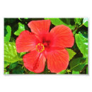 Recherche de fleurs de ketmie art Vert