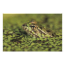 Recherche de rana Nature