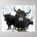 Zoek naar waterbuffel posters Wild