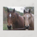Zoek naar kwart paarden briefkaarten Western