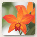Zoek naar orchidee onderzetters Tuin