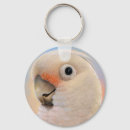 Recherche de goffins Cacatoès de goffin