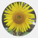Recherche de fleur géante cadeau emballages Tournesol