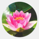 Recherche de nénuphar autocollants Fleur de lotus