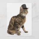 Recherche de felines chapeaux Animal