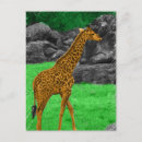 Recherche de girafe photo cartes postales Zoo