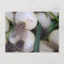 Recherche de oignons cartes postales Jardin