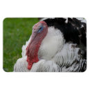 Zoek naar koele vogel kaarten Grappig