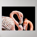 Zoek naar wildlife posters Foto