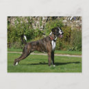 Recherche de boxer dog posters Brindle