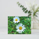 Recherche de marguerite sauvage cartes postales Jaune
