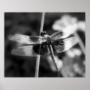 Recherche de veuve noire posters Insecte