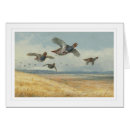 Recherche de perdrix cartes postales Oiseaux