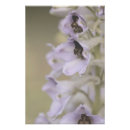 Recherche de fleur violette posters Pour tous