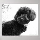 Recherche de caniche noir posters Chien