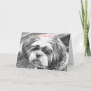 Recherche de tzu Animaux domestiques