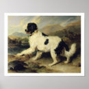 Recherche de chien terre neuve posters Chiens